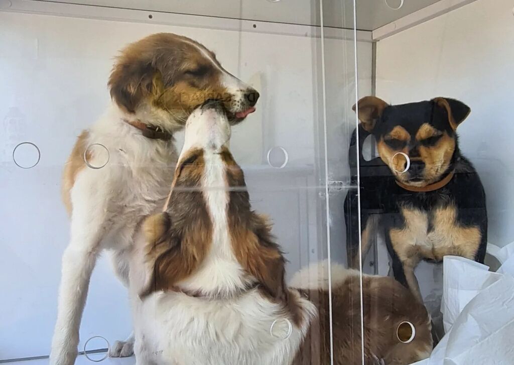 Programa Melhores Amigos inicia castrações no Bairro Lôndero em São Sepé