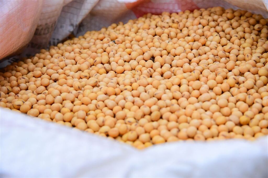 <strong>Expectativa é de safra recorde da soja no Estado</strong>