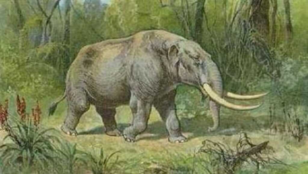 Dente de mastodonte encontrado em Nova Palma está em exposição em Porto Alegre