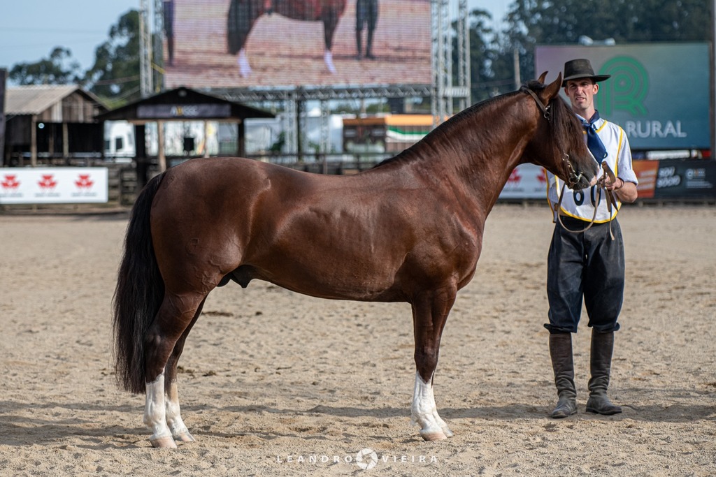45ª Expointer tem participação de mais de 50 produtores da Região Central