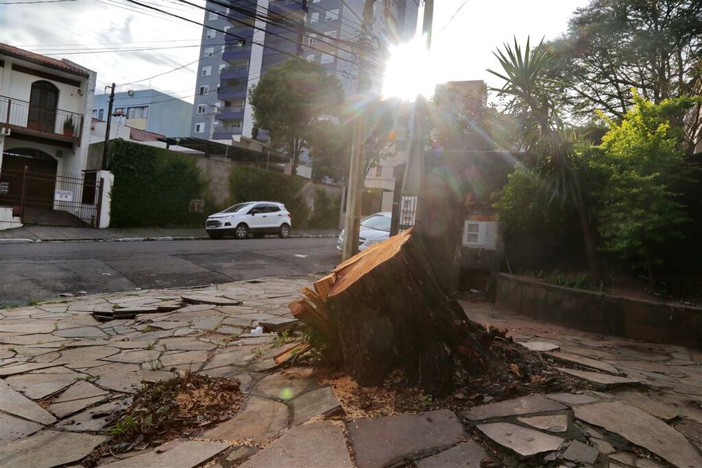 Sem consenso entre órgãos públicos, corte de árvore é realizado em meio a polêmica na comunidade