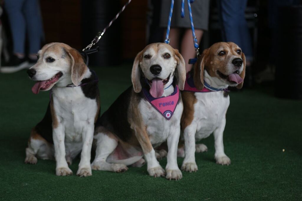 Pet friendly: saiba o que é e quais locais em Santa Maria aderiram o conceito