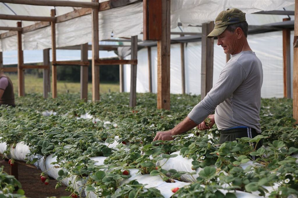 Tradição ameaçada? Produtores de morangos de Agudo estão sendo notificados sobre venda das frutas às margens da RSC-287