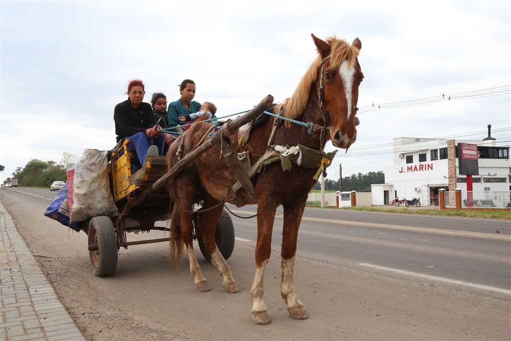 Com microchipagem de animais obrigatória, ações serão intensificadas em Santa Maria