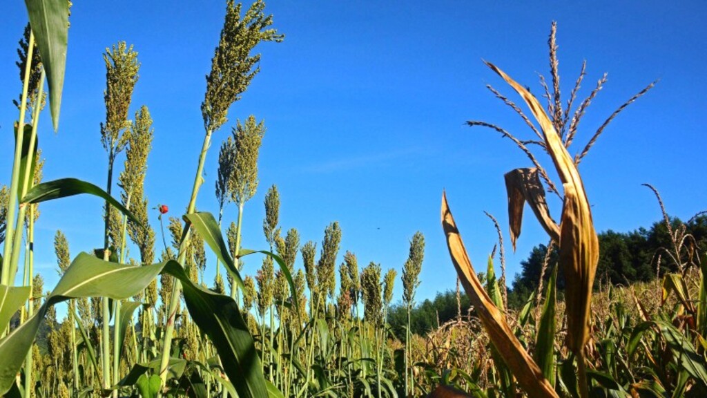 Troca-Troca de Sementes começa a receber pedidos nesta segunda