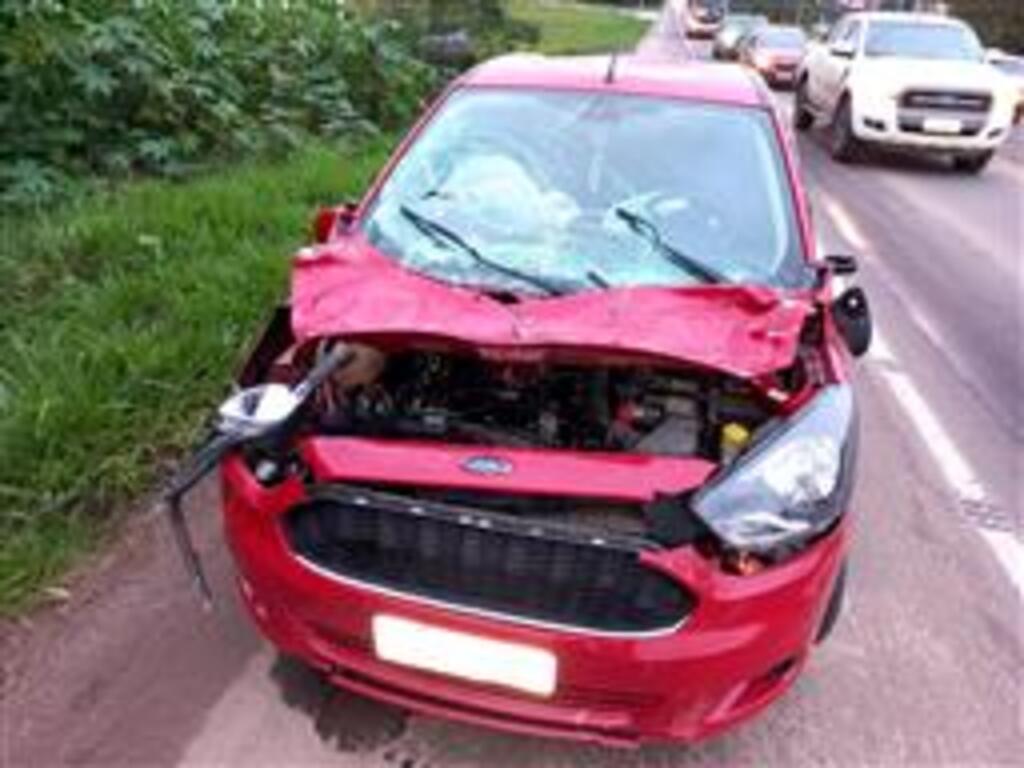 Cavalo morre ao ser atropelado na Faixa Nova em Santa Maria