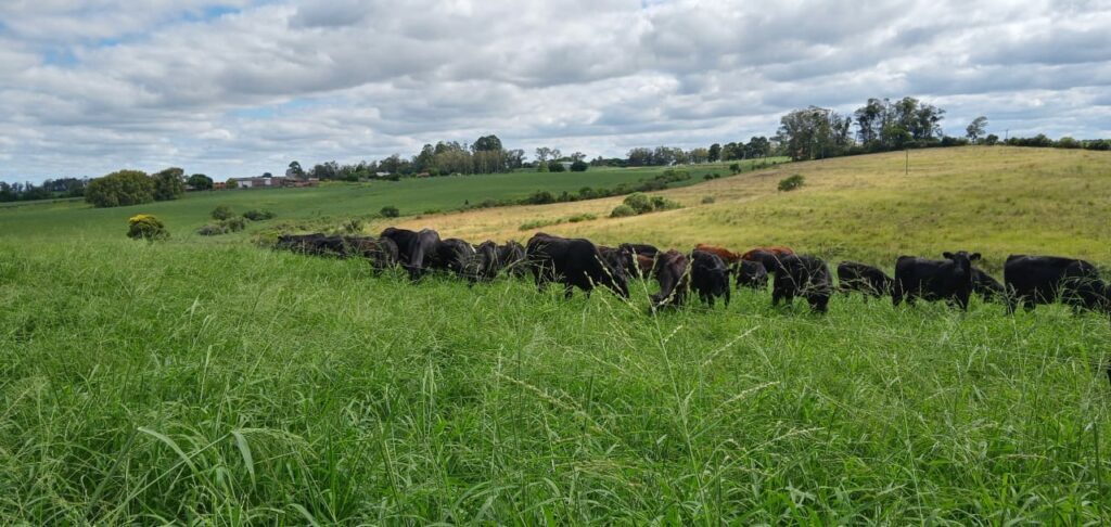 Dia de Campo será realizado em São Sepé