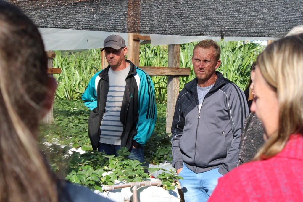 Morangos de Agudo devem receber selo de qualidade