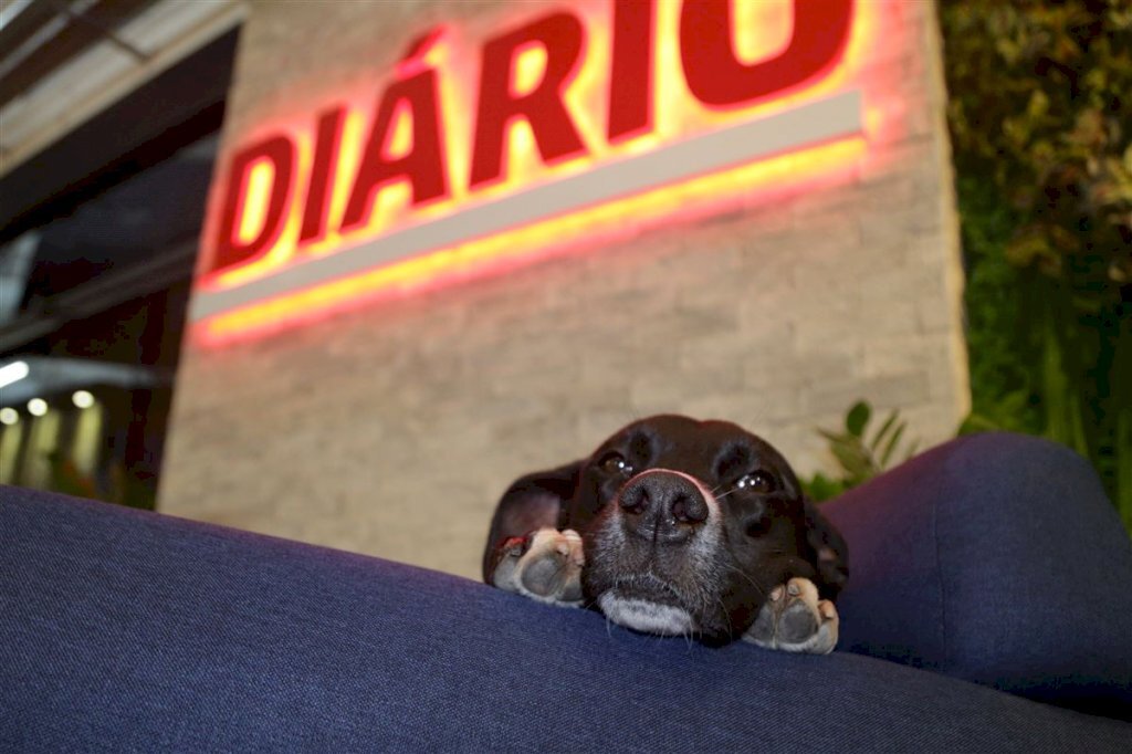 Conheça Feijão, o funcionário de quatro patas do Diário de Santa Maria