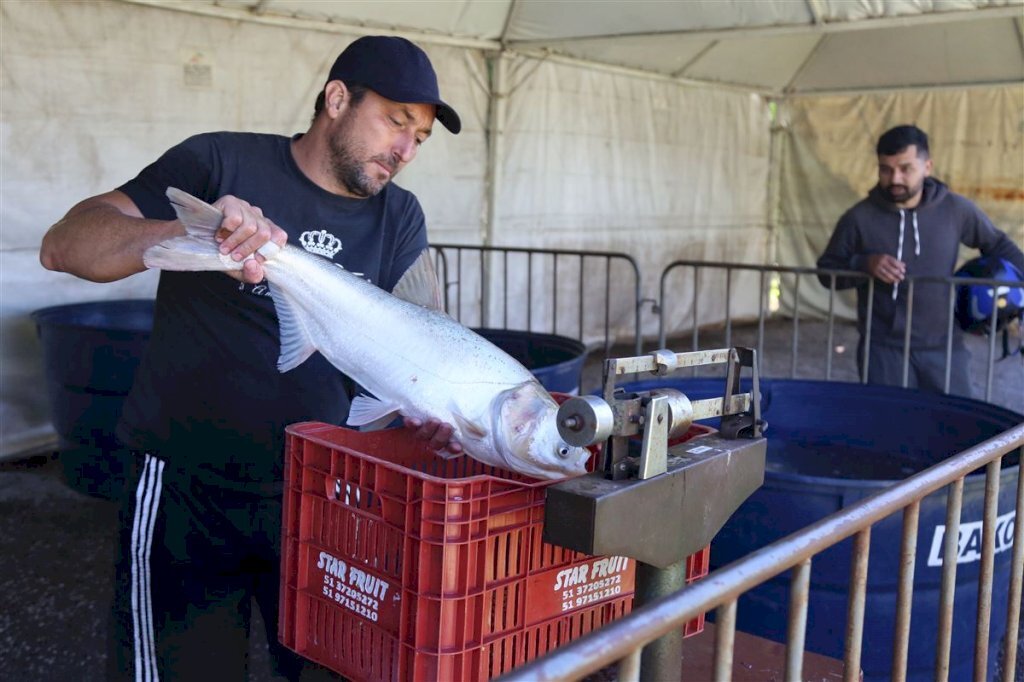 Piscicultores e consumidores avaliam o último dia da 30ª edição da Feira do Peixe Vivo