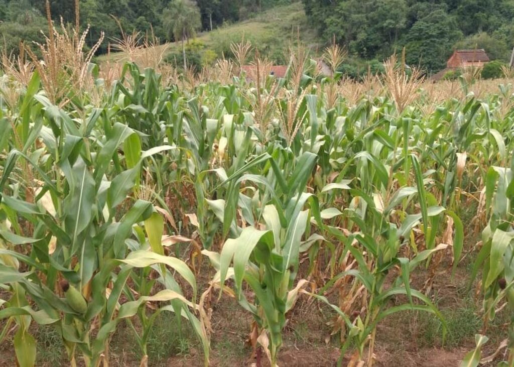 Milho safrinha tem condições climáticas ideais para desenvolvimento