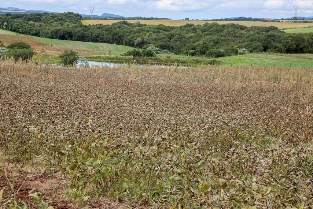 Quase metade das lavouras de soja está colhida na região
