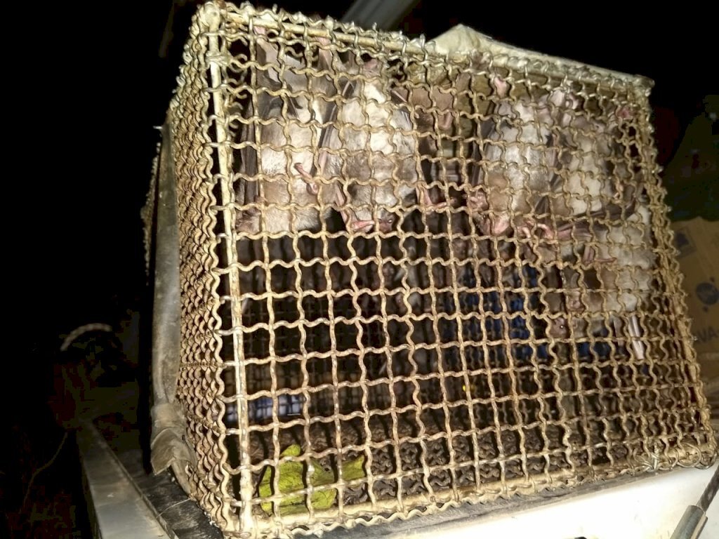 Refúgio de morcegos que se alimentam de sangue é achado na região