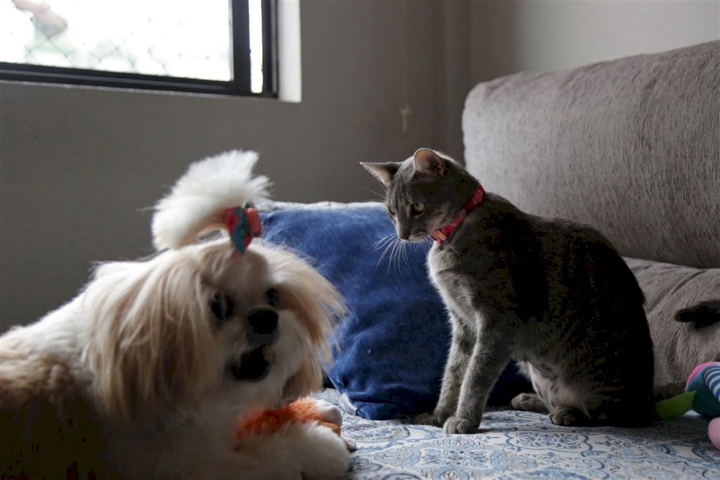 Como receber um novo pet em ambiente com outros animais