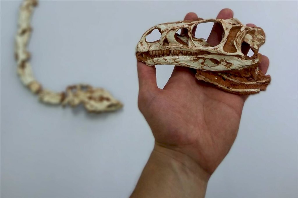 VÍDEO: pesquisa da UFSM investiga olfato de dinossauros ‘pescoçudos’ na região