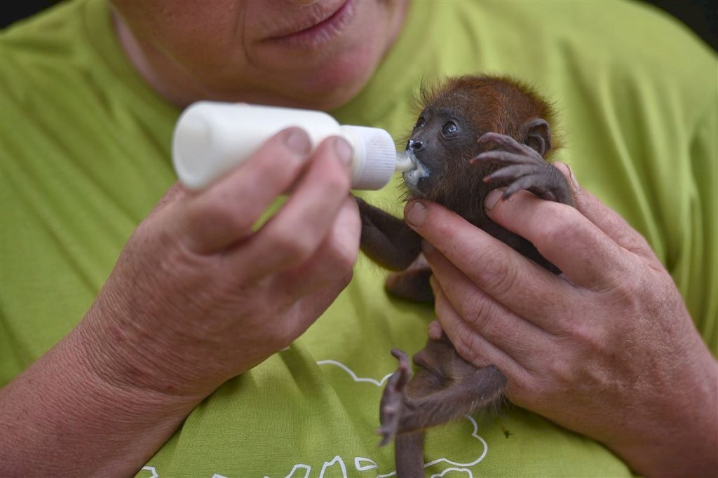 VÍDEO: campanha arrecada alimentos para os mais de 600 animais do São Braz
