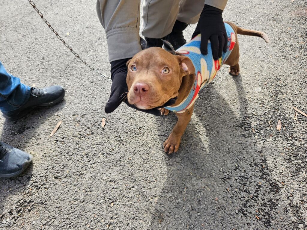 Foto: Brigada Militar - Animal apareceu na manhã desta terça-feira no 1º RPMon