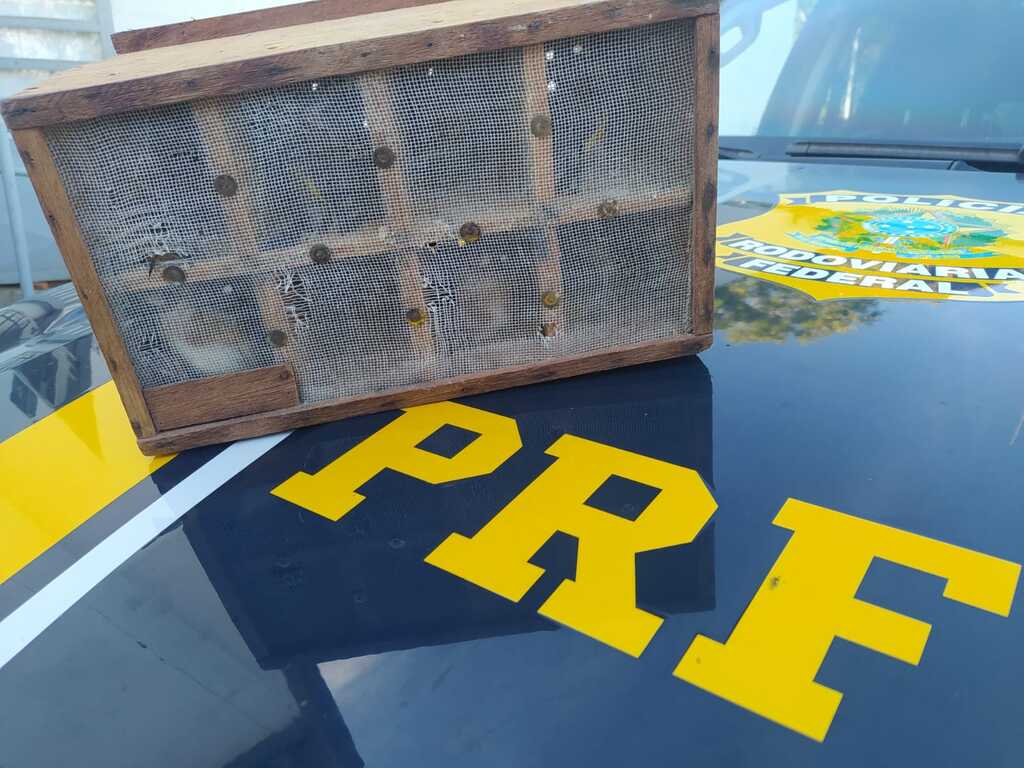 título imagem PRF resgata pássaros silvestres escondidos dentro de ônibus