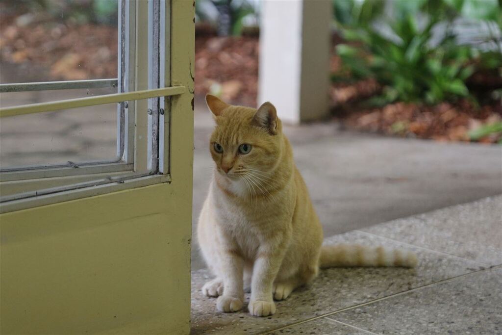 Confira o calendário de vacinação contra a raiva em cachorros e gatos em Faxinal do Soturno