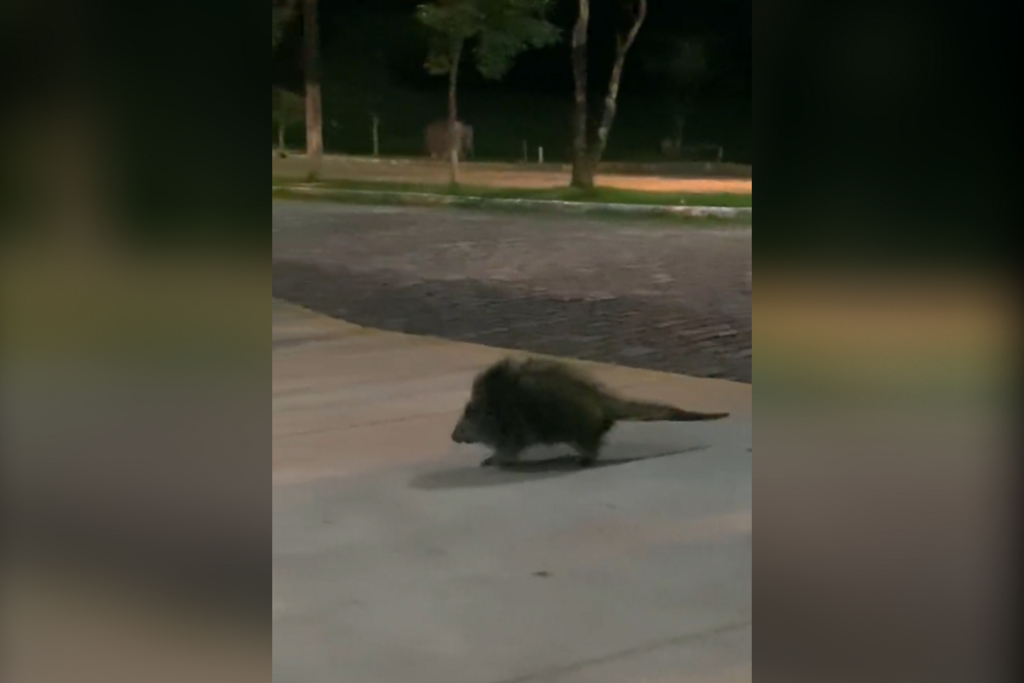 título imagem VÍDEO: Porco-espinho é flagrado no campus da UFSM e viraliza no Twitter