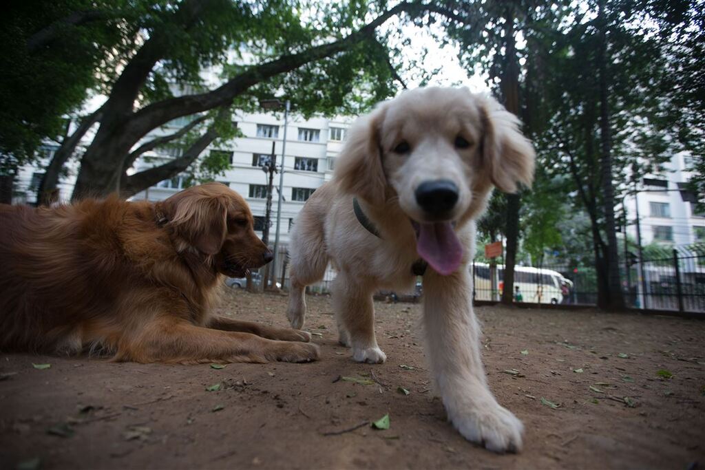 UFSM promove evento para dar dicas nutricionais para cães e gatos no Shopping Praça Nova Santa Maria