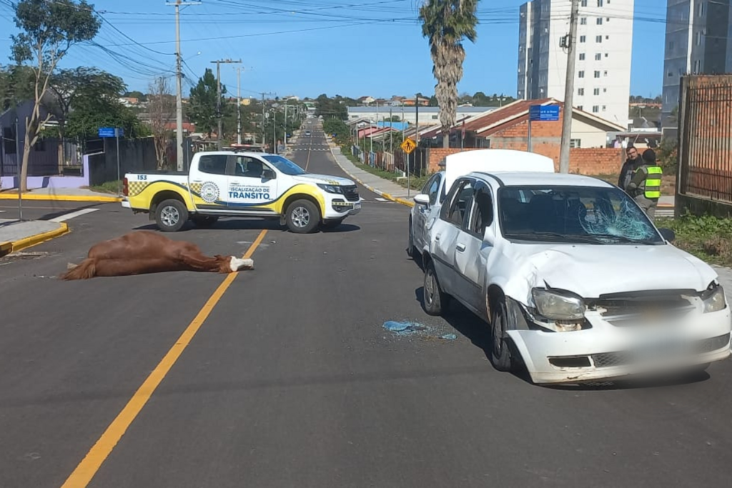 Cavalo precisa ser sacrificado após se envolver em acidente na região oeste de Santa Maria