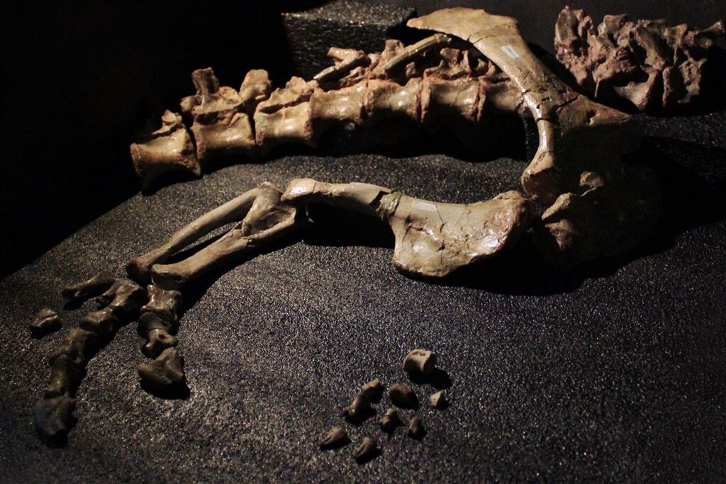 Pesquisadores da UFSM descobrem fóssil de dinossauro “jovem” junto a outro escavado há 25 anos no RS Pesquisadores da UFSM descobrem fóssil de dinossauro “jovem” junto a outro escavado há 25 anos no RS