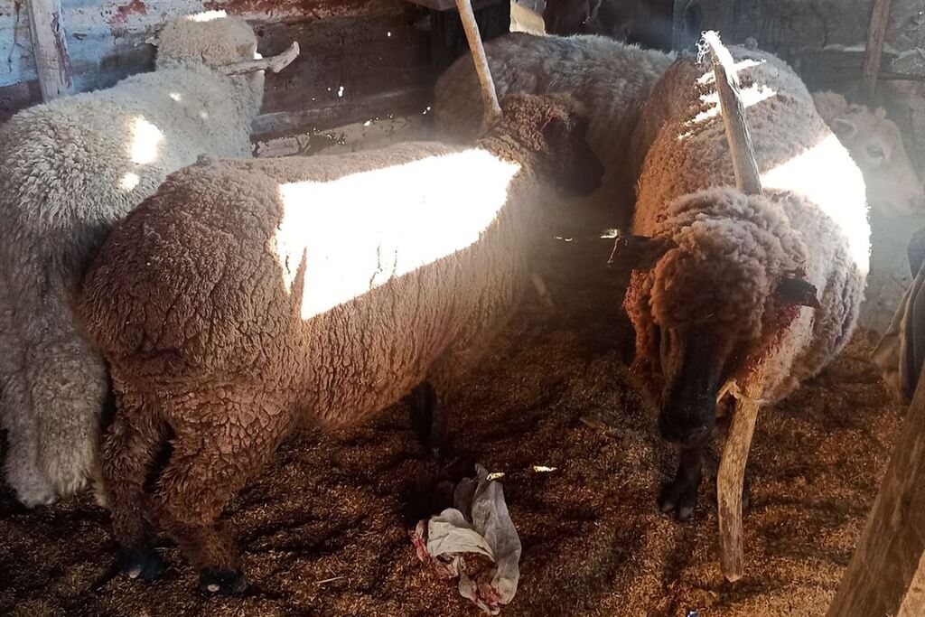 Jovem é preso em flagrante por abigeato em Rosário do Sul