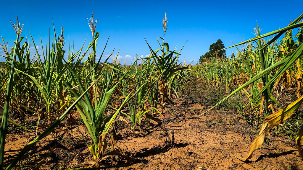 Foto: Nathália Schneider (Diário) 01/02/23 - Perdas em lavouras de milho de Santa Maria