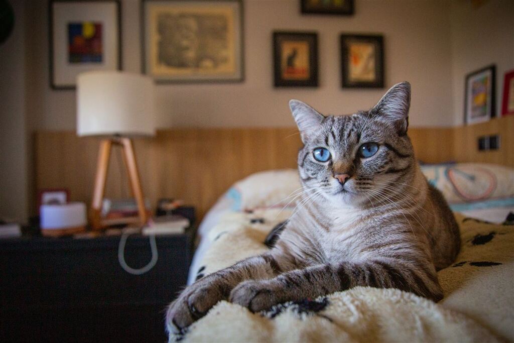 título imagem Por que gatos amassam pãozinho? E outras sete curiosidades sobre os felinos