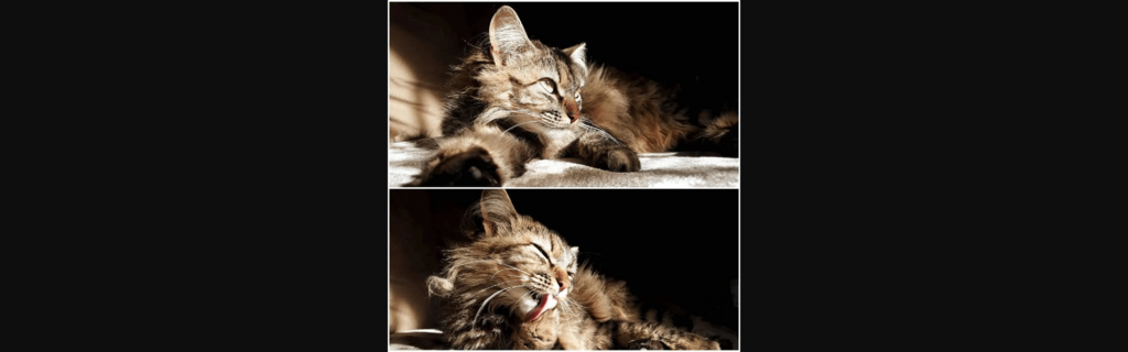 Gatos e mais gatos: conheça os felinos que conquistaram os leitores do Diário