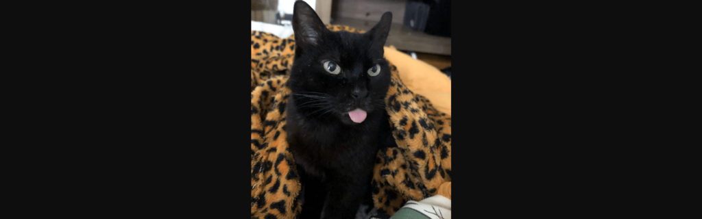 título imagem Gatos e mais gatos: conheça os felinos que conquistaram os leitores do Diário