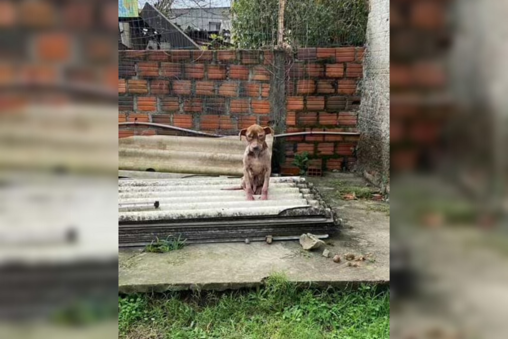título imagem Mulher é presa por maus-tratos a cão em Santa Maria