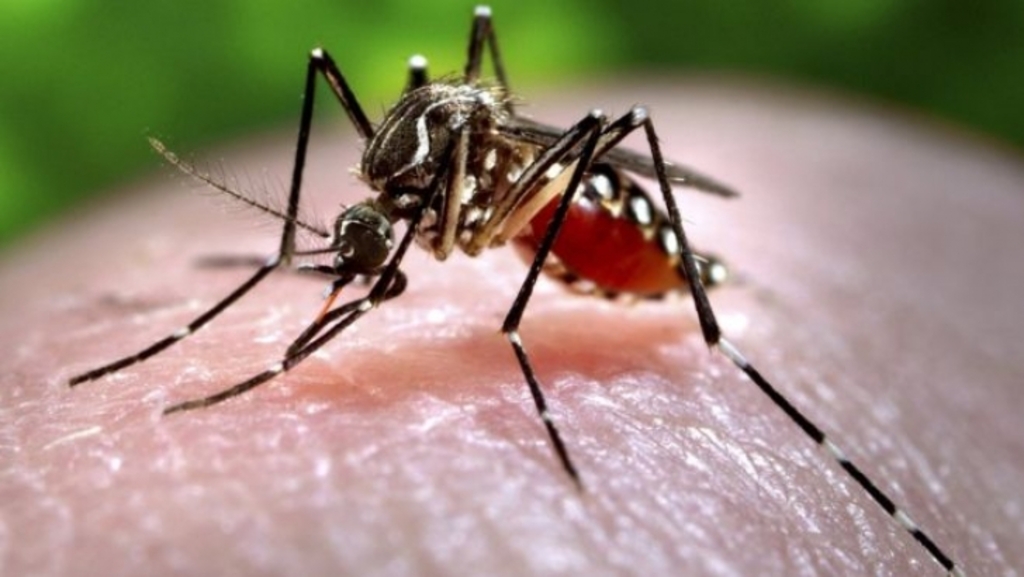 Notificações de zika vírus aumentam no país em relação a 2022