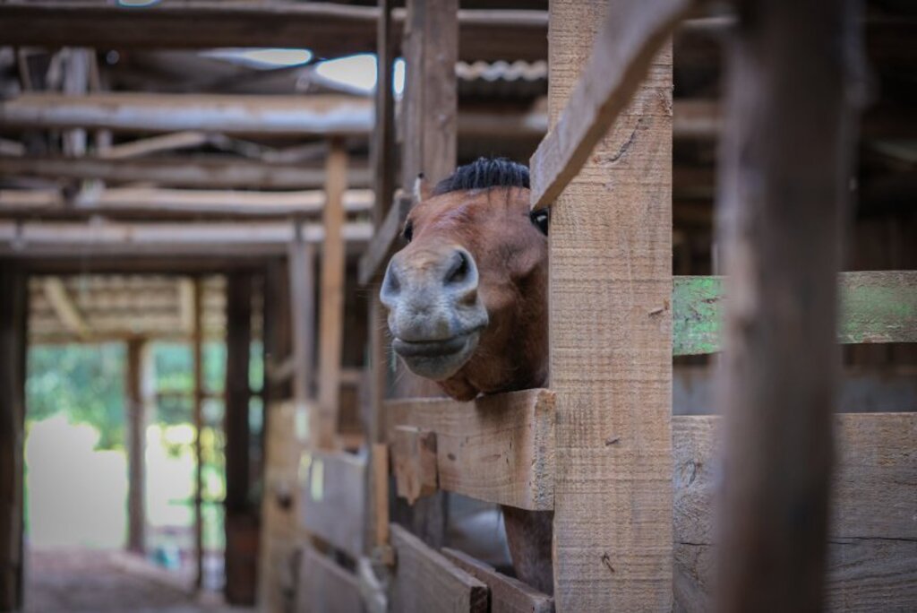 Após parceria firmada entre prefeitura e Iabea, recolhimento de animais soltos em vias públicas começa nesta terça-feira