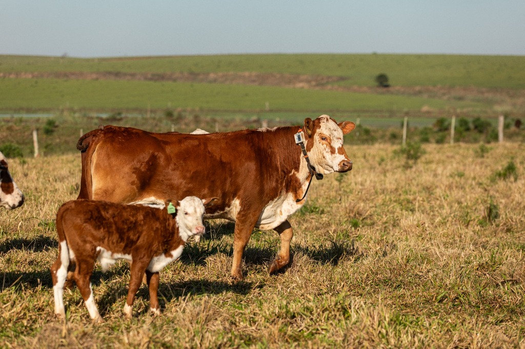 título imagem Coleira que avisa sobre roubo de gado será lançada na Expointer