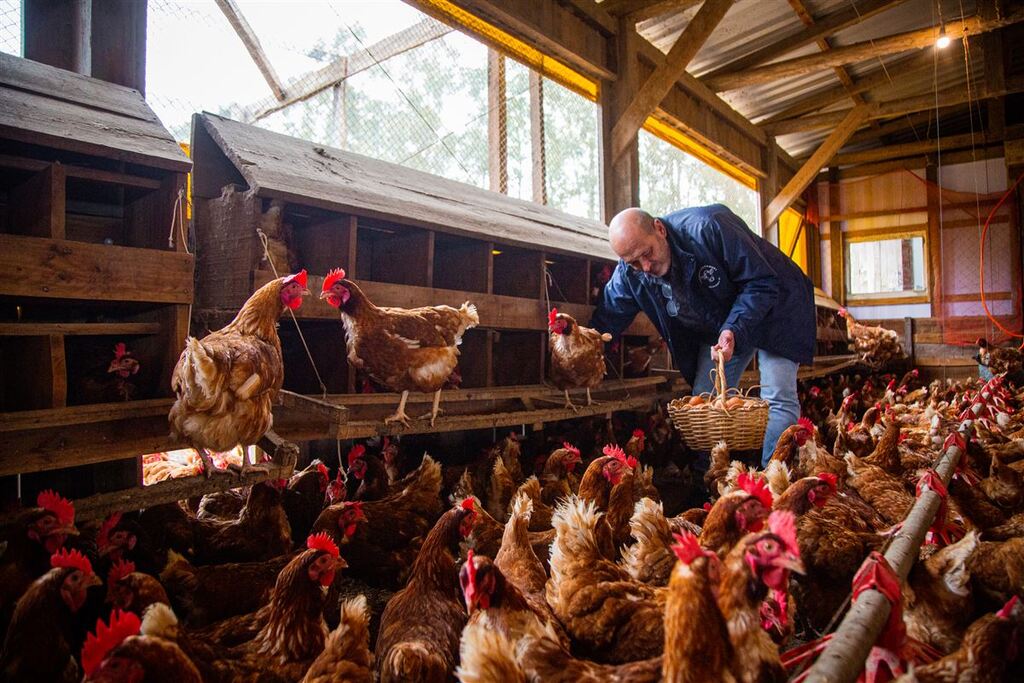 Bem-estar animal e aumento da renda: você sabe a diferença entre a produção de ovos de galinhas livres de gaiolas e a tradicional? Bem-estar animal e aumento da renda: você sabe a diferença entre a produção de ovos de galinhas livres de gaiolas e a tradicional?