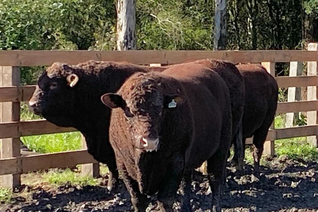 Foto:Divulgação Cabanha Saudade de São Gabriel - A Cabanha Saudade, de São Gabriel, levará entre os animais três trios bovinos da raça Devon.