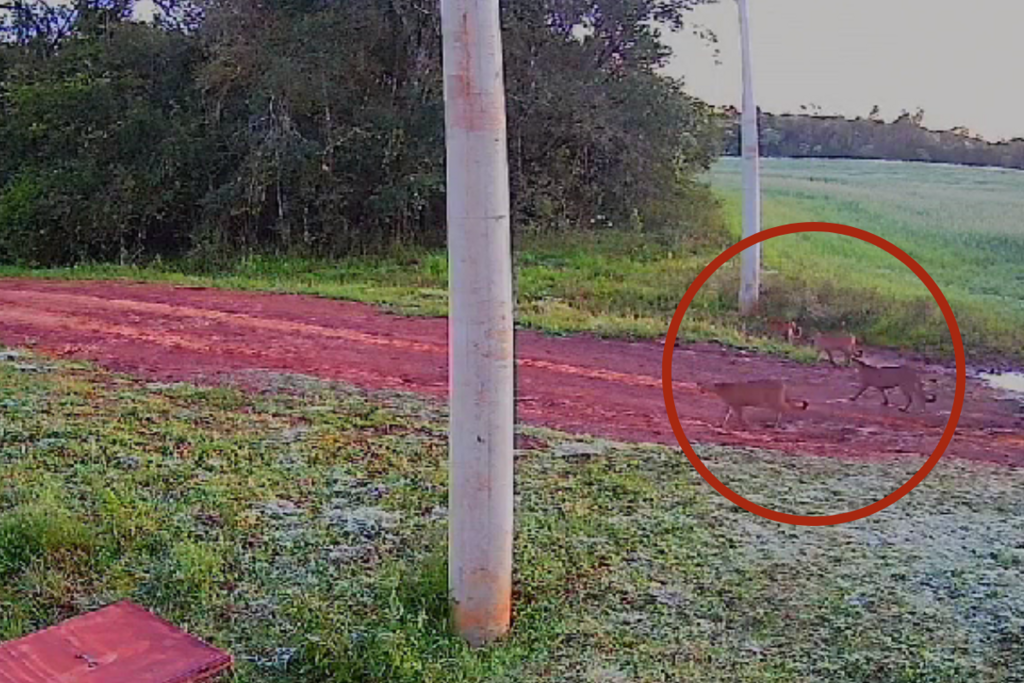 VÍDEO: Onça-parda e três filhotes são flagrados por morador no Norte do Estado