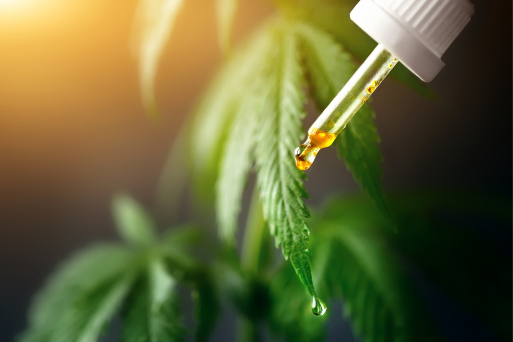 título imagem Em audiência na Câmara, políticos aprovam uso medicinal da maconha