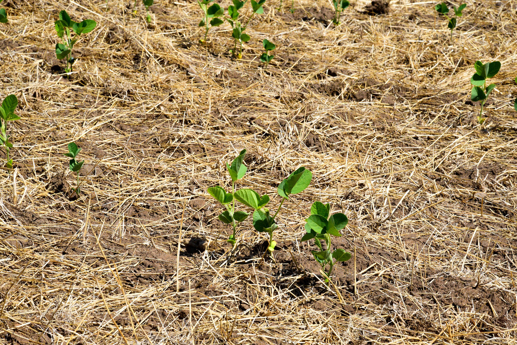 Foto: Eduardo Ramos (Diário) - 