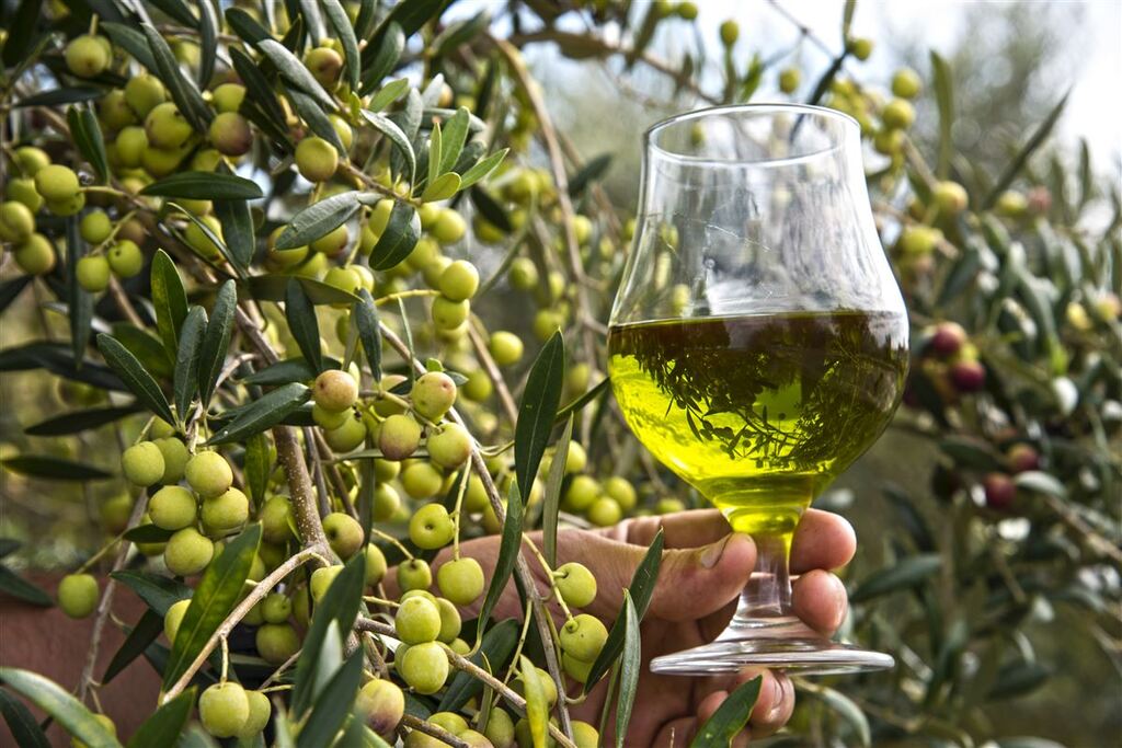 Brasil se candidata a assento no conselho internacional de produtores de azeite