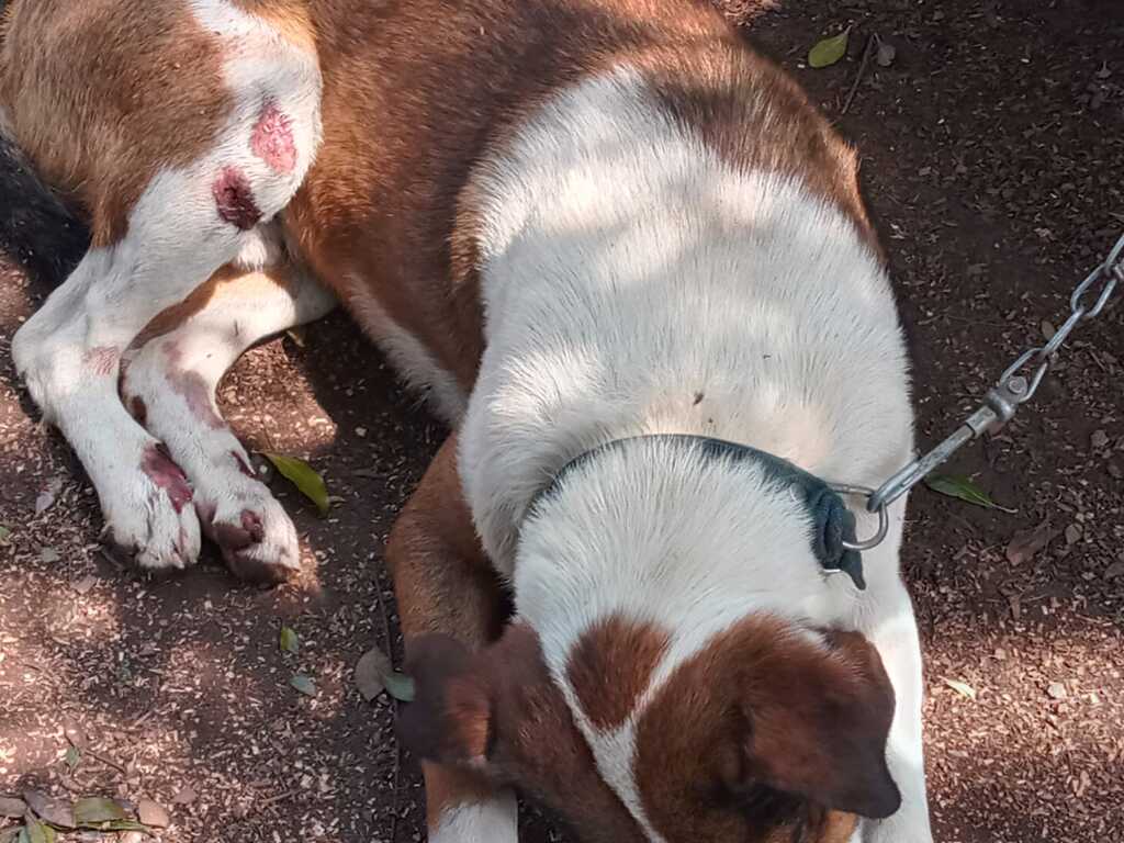 título imagem Idoso é autuado por amarrar cachorro ao seu carro e arrastá-lo pelas ruas de cidade da região