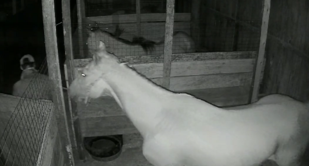 título imagem VÍDEO: 10 cavalos são furtados de galpão de instituto de bem-estar animal; sete já foram localizados