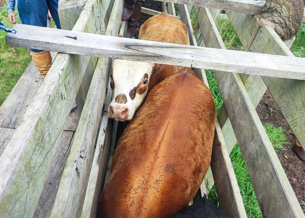 título imagem Brigada Militar resgata seis animais roubados em cidade da região