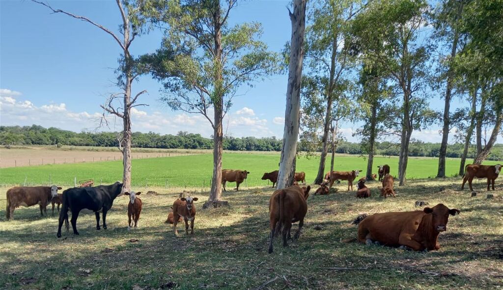 título imagem Região Central tem quase seis vezes mais animais do que pessoas; confira os números das 39 cidades
