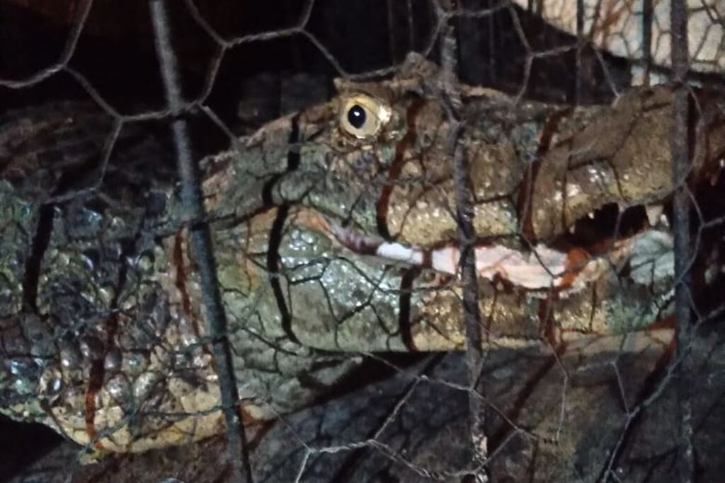 título imagem Jacaré de 2 metros é capturado em quintal de residência em cidade da região