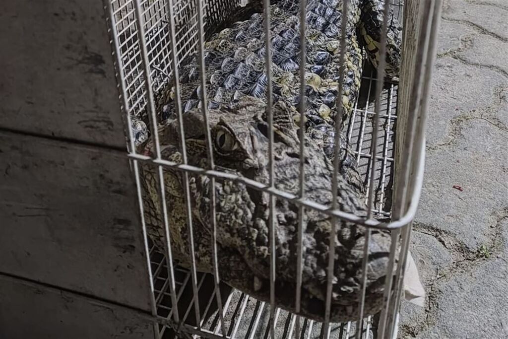 Foto: Corpo de Bombeiros - Animal foi capturado em uma propriedade no Bairro KM 3 , em Santa Maria