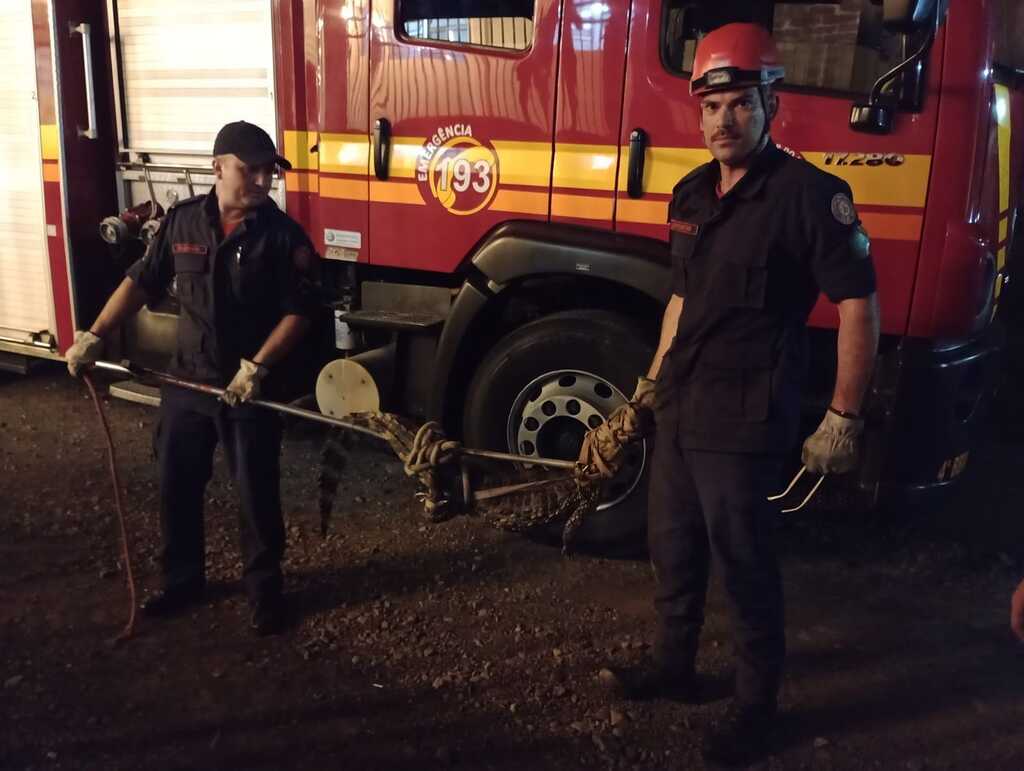 título imagem Jacaré é capturado no pátio de residência de Santa Maria