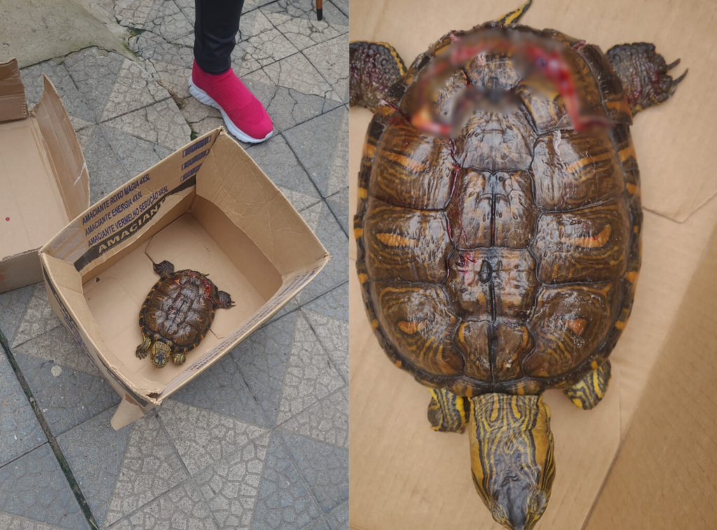 Tartaruga cai de prédio na Rua dos Andradas; animal passará por cirurgia nesta terça-feira